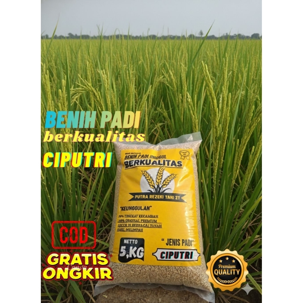 Benih padi bibit padi unggul CIPUTRI (ciherang malai panjang) kualitas premium 5kg
