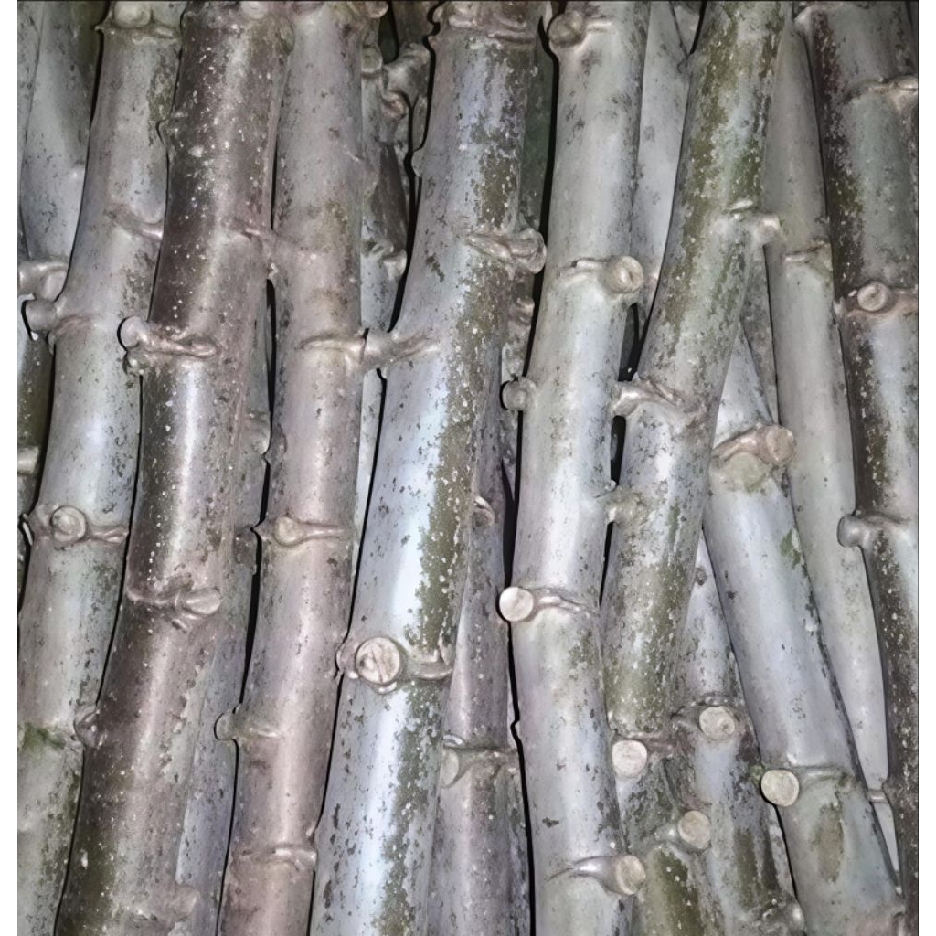 Bibit Stek Singkong Karet Kwalitas Unggul