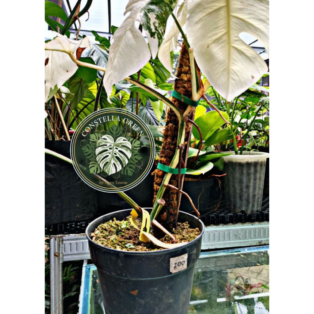 MONSTERA BORSIGIANA WHITE TIGER VARIEGATA - Tanaman Sultan High Variegata