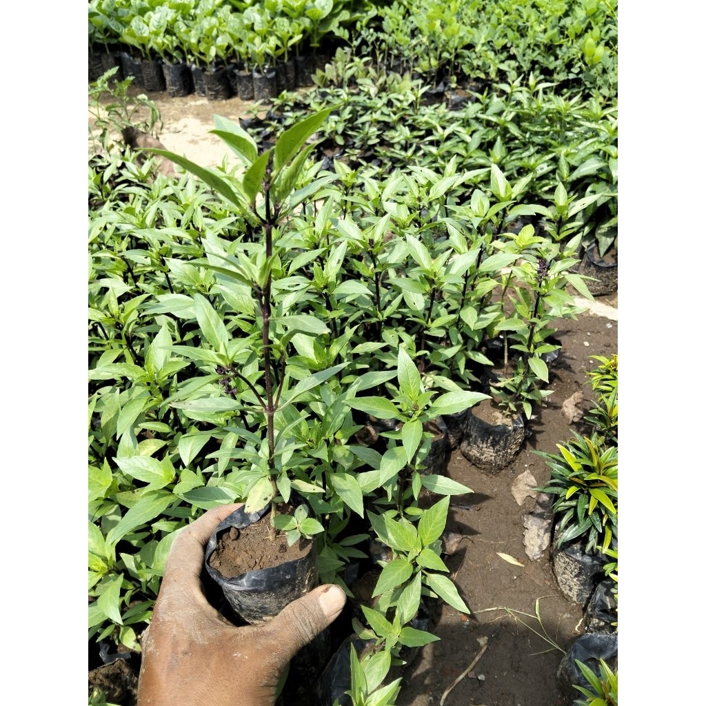 promo 3 bibit Tanaman selasih/kemangi hitam original No1