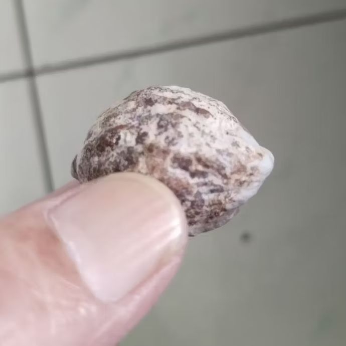 Kemiri Adu Muncang Adu Jalim Kobra Tua Jatuhan