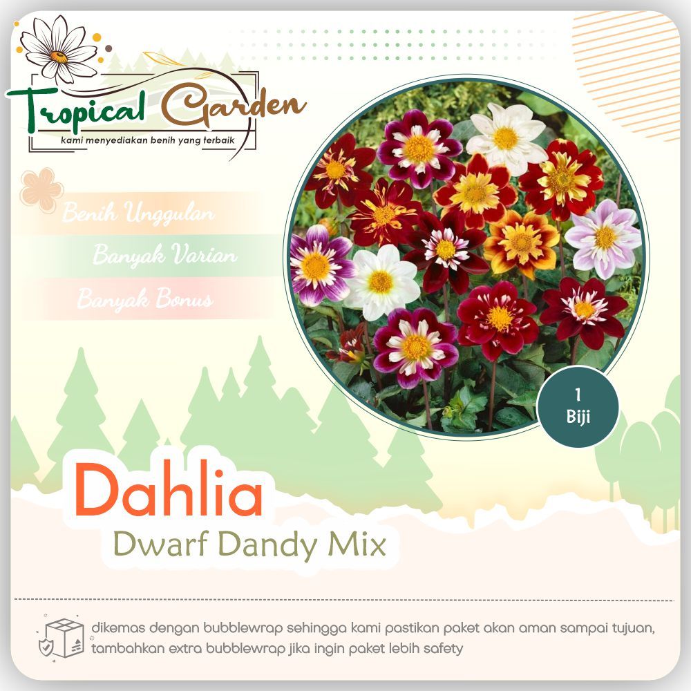 Benih Bunga Dahlia Dwarf Dandy / Biji Bunga Dahlia Mudah Tumbuh Tahan Panas Cocok Pot & Taman