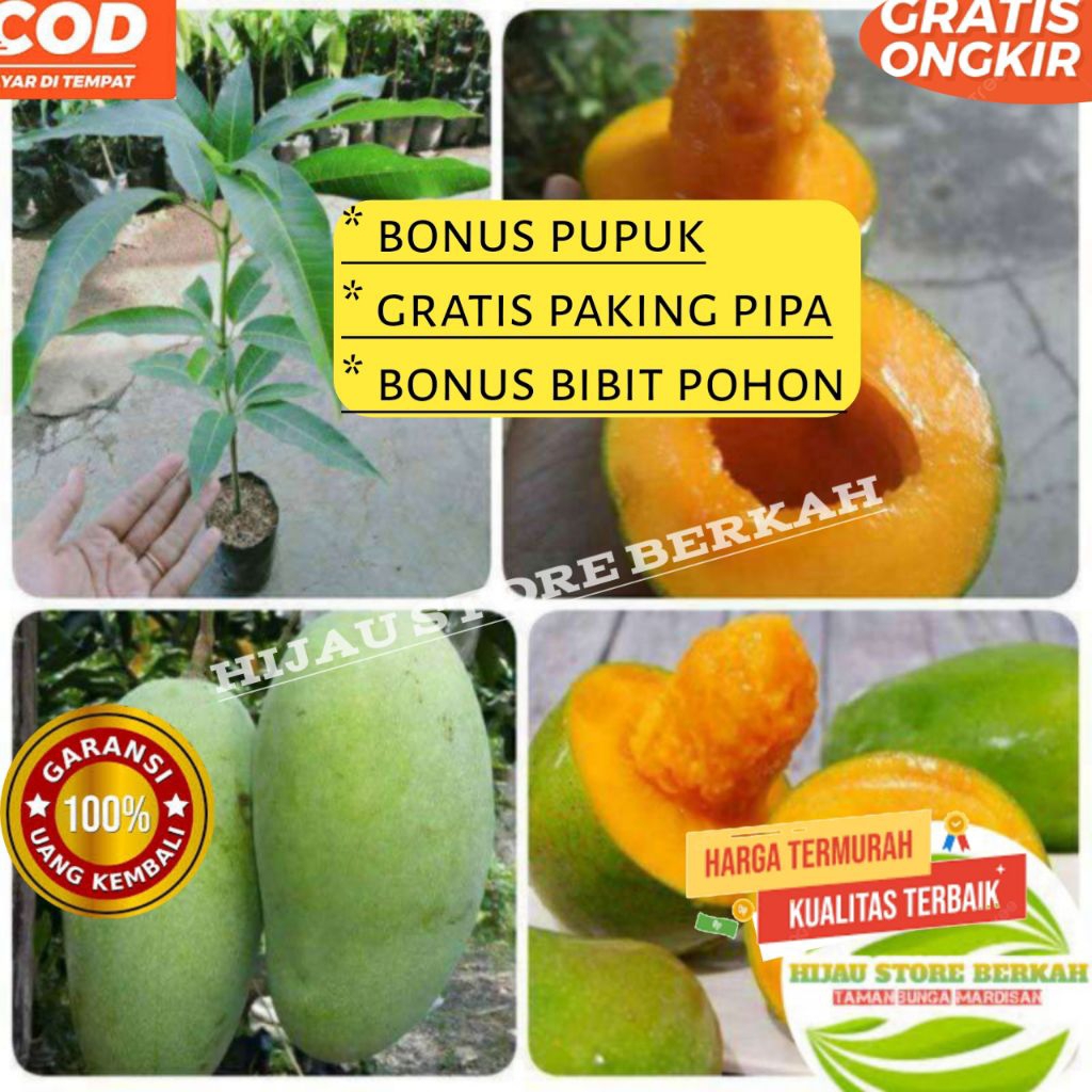 Bibit Buah Mangga Alpukat Berbunga/Berbuah