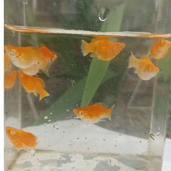 Molly Albino Gold Roundtail Kebutuhan Aquarium