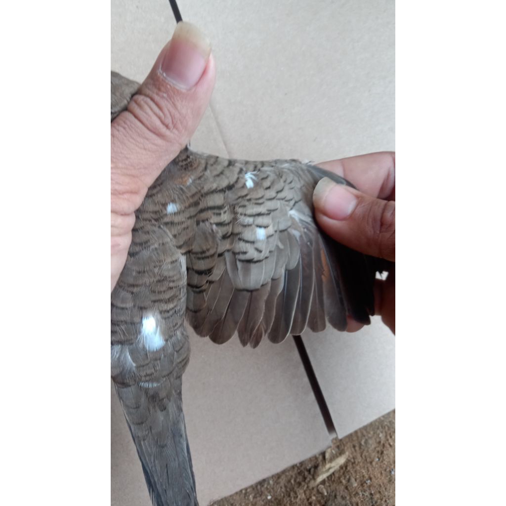 perkutut katuranggan blorok lokal alam