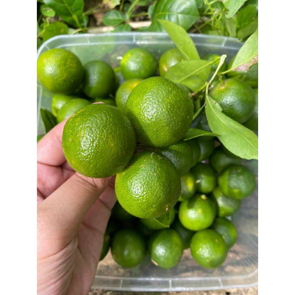 1kg jeruk sonkit jeruk kasturi