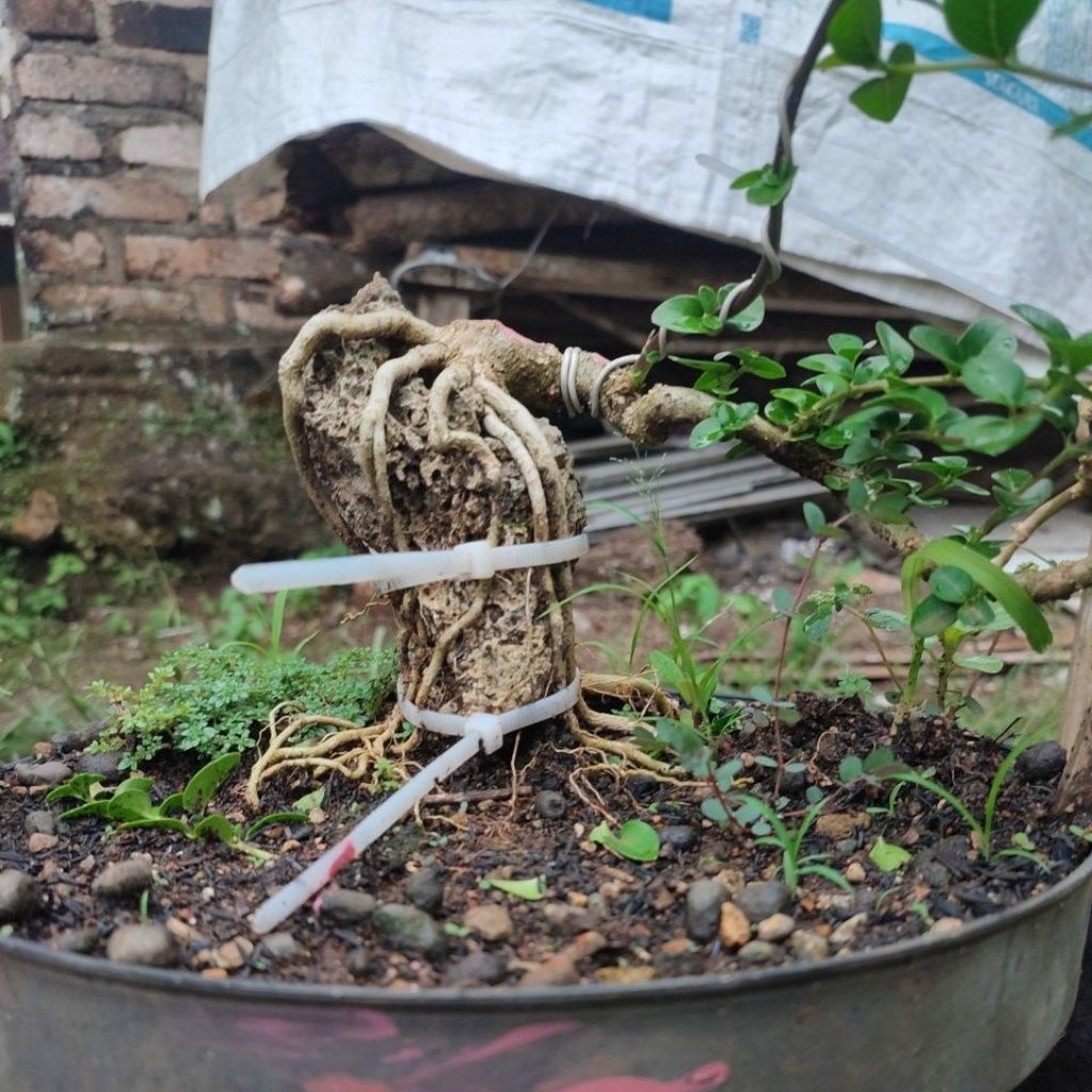 Sancang shito on the rock