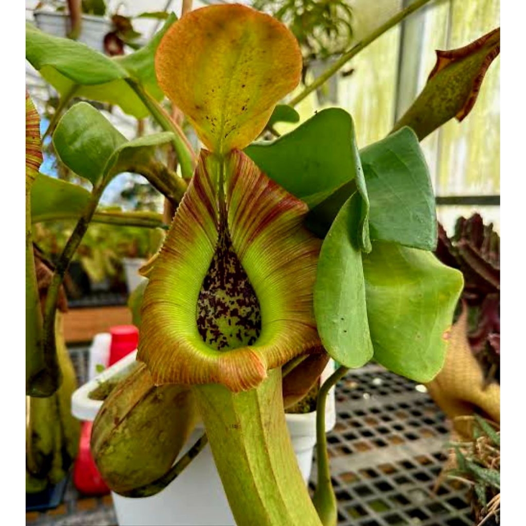 Nepenthes Truncata