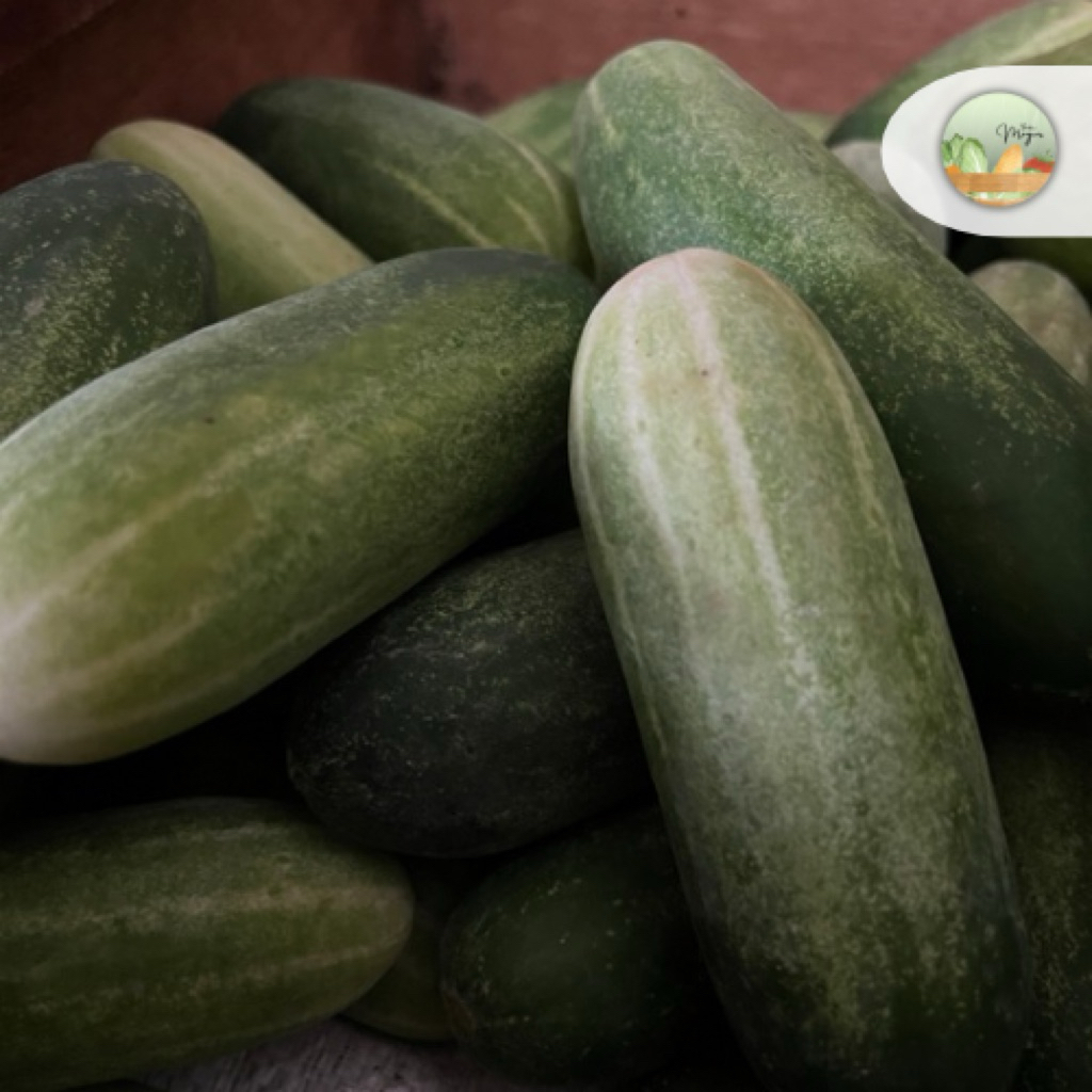 Timun Baby Segar 1kg