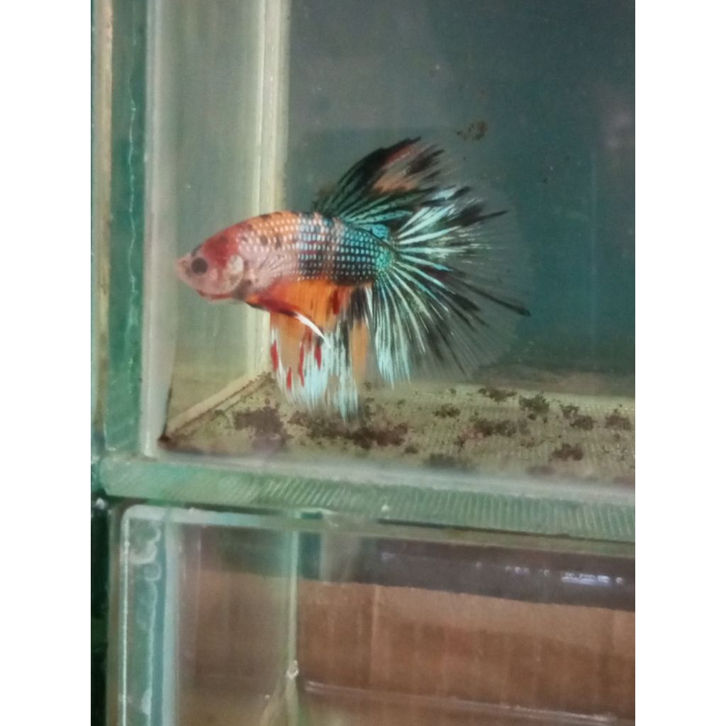 Hiasan ikan cupang Hm mulmet u M+