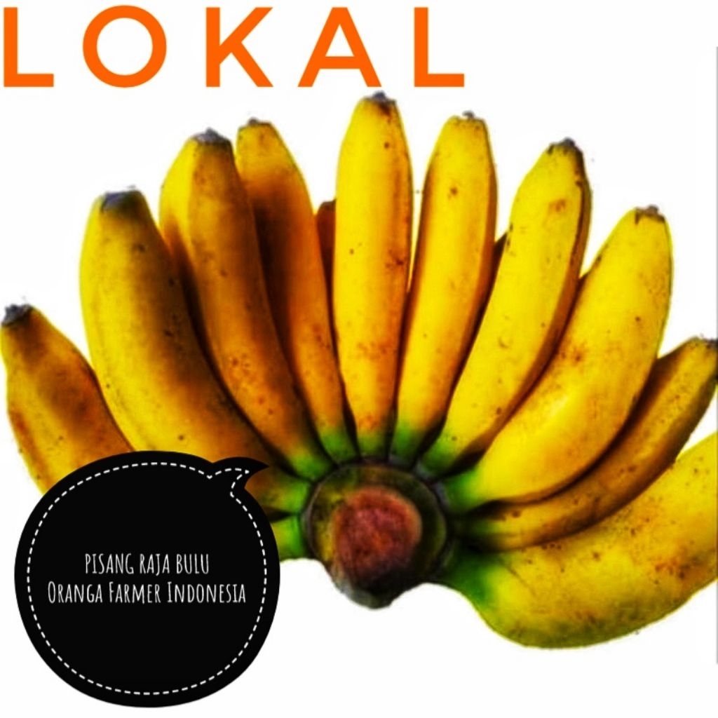 Pisang Raja Bulu 1kg fresh