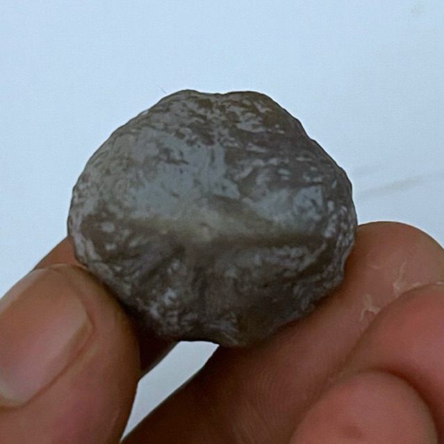 MUNCANG KEMIRI ADU JALIM SI CILIK