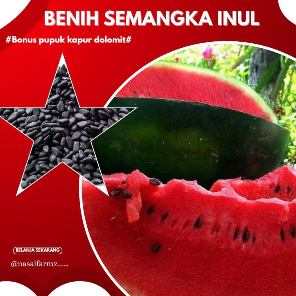 (20.biji) biji semangka Inul