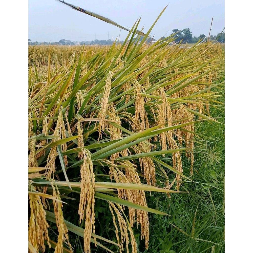 BENIH PADI UNGGU SRI SULTAN KEMASAN TERBARU 5KG