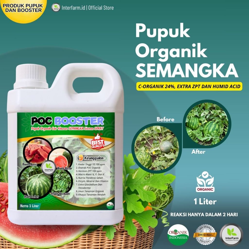 Pupuk pelebat buah semangka ,Booster tanaman semangka, Pupuk cair organik untuk semangka INTERFARM