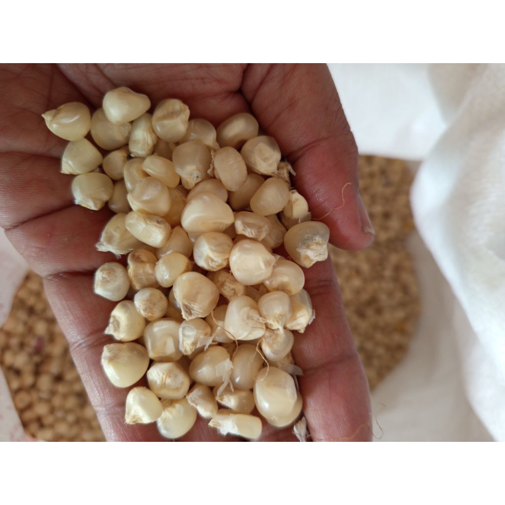 JAGUNG PUTIH JAGUNG BROMO JAGUNG KESEHATAN