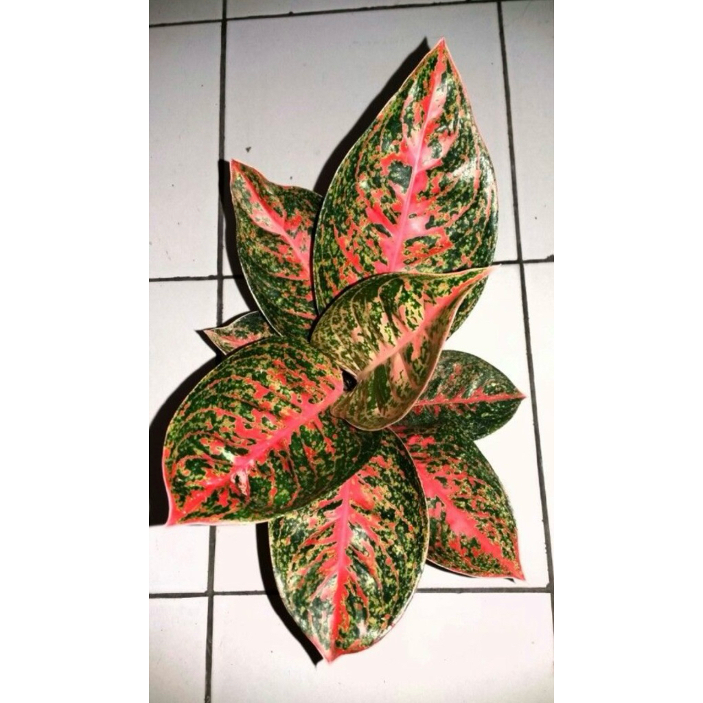 Aglonema RUBY orange