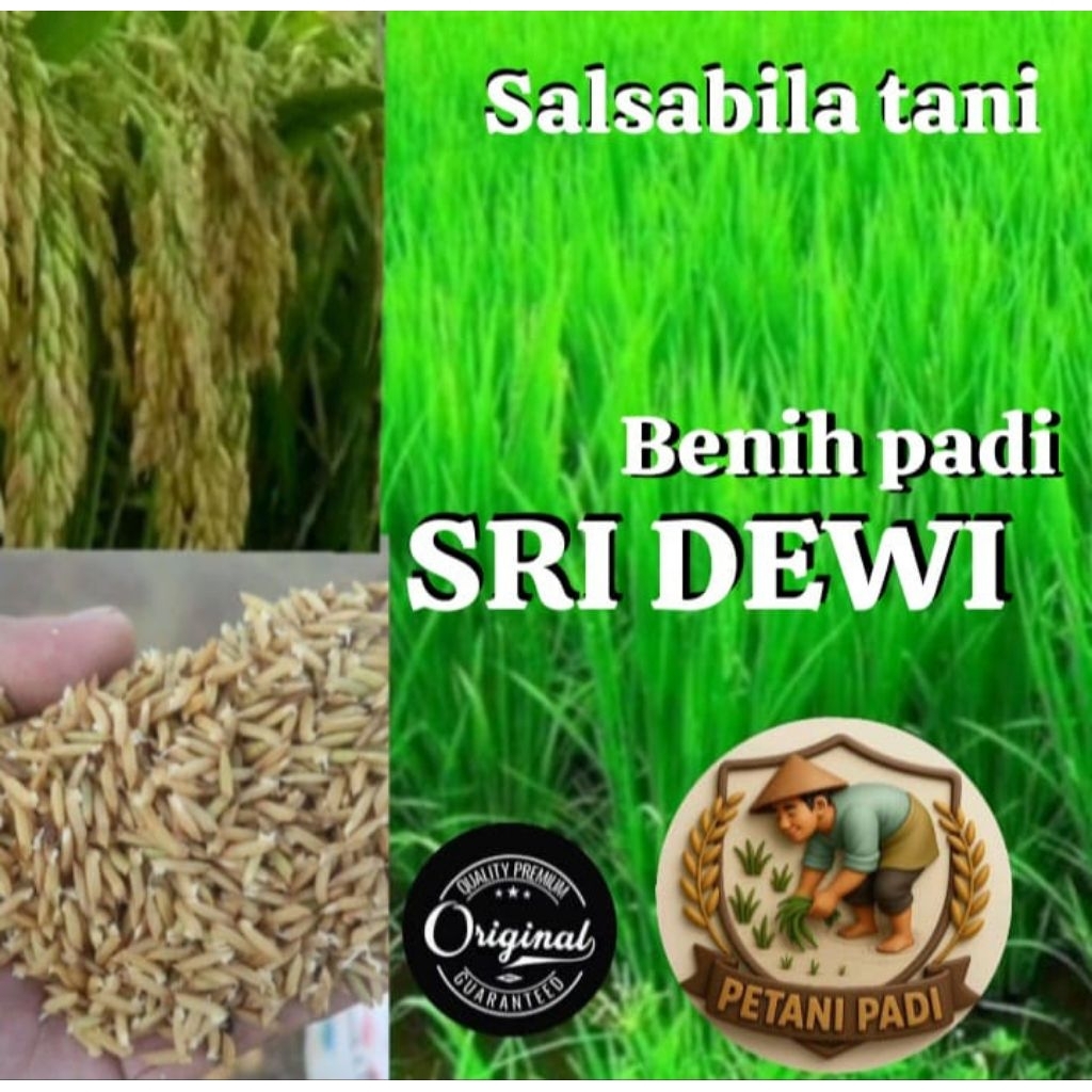 BENIH PADI SRI DEWI KEMASAN 1KG