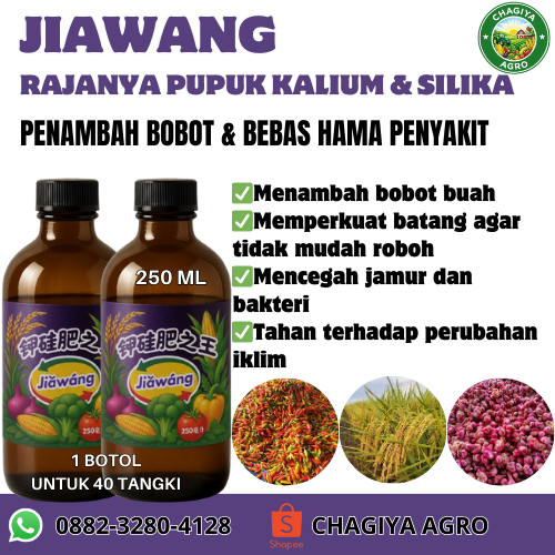 Jiawang Jia wang Rajanya Pupuk Kalium dan Silika Penambah Bobot Anakan Padi