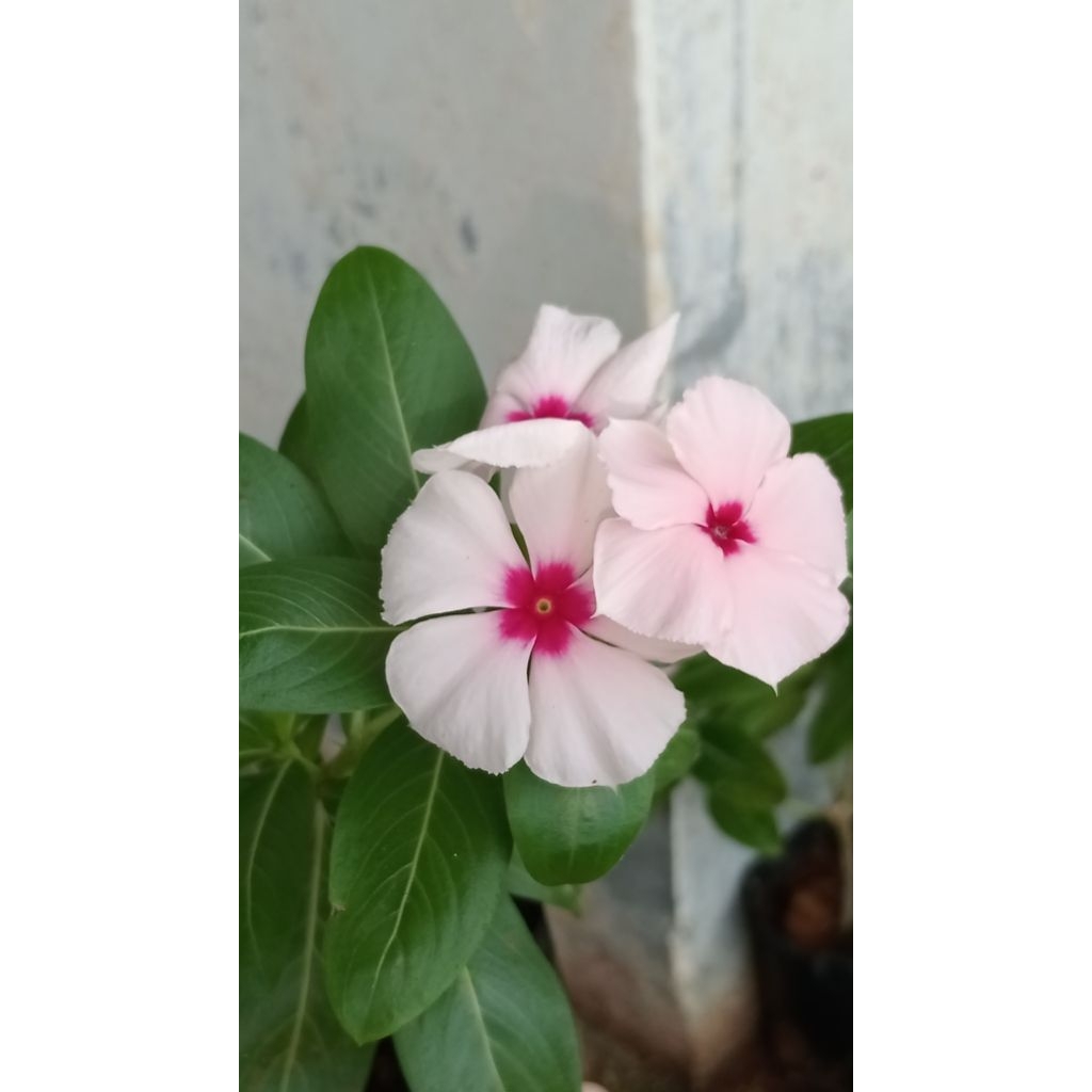 Vinca Mutasi Nirvana Pink Splash (3)