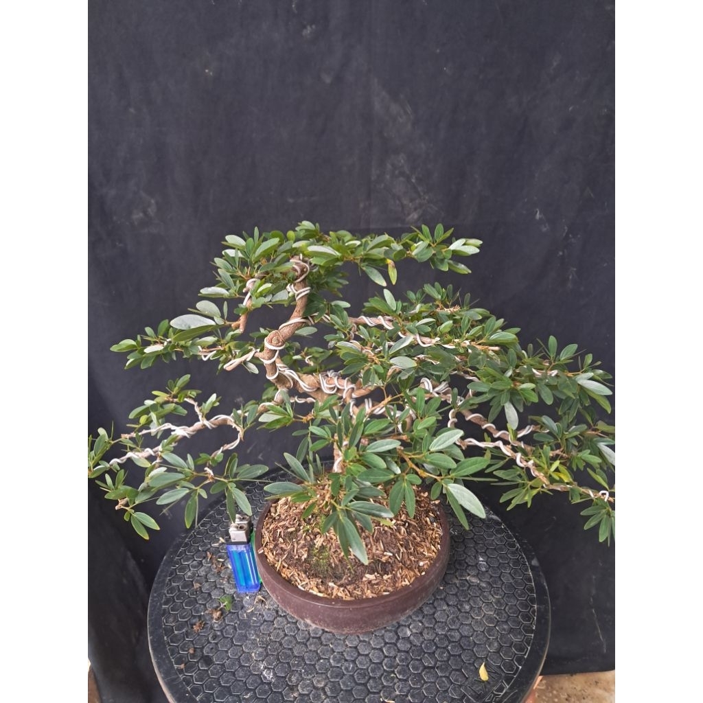 Bonsai Kaliandra Suriname