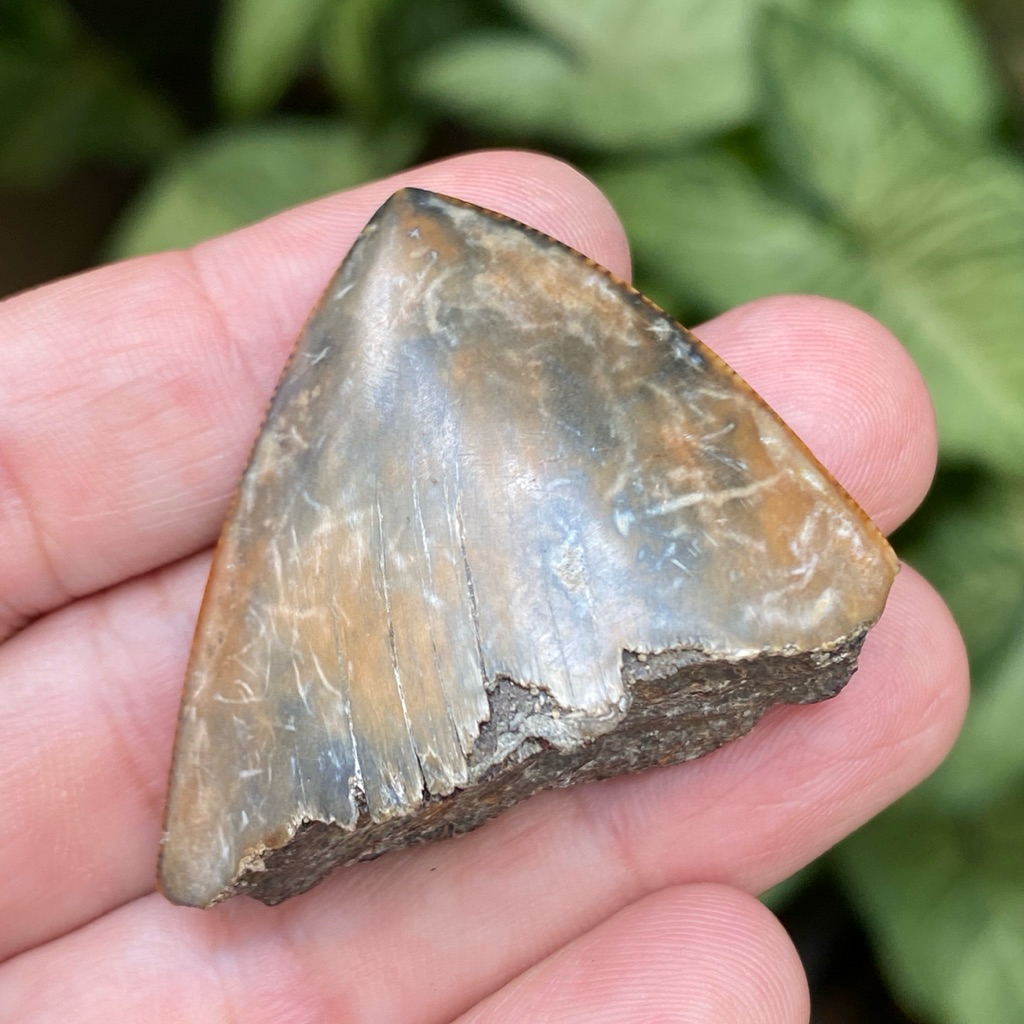 Gigi Hiu fosil batu - Fosil Gigi - Hiu Shark Tooth