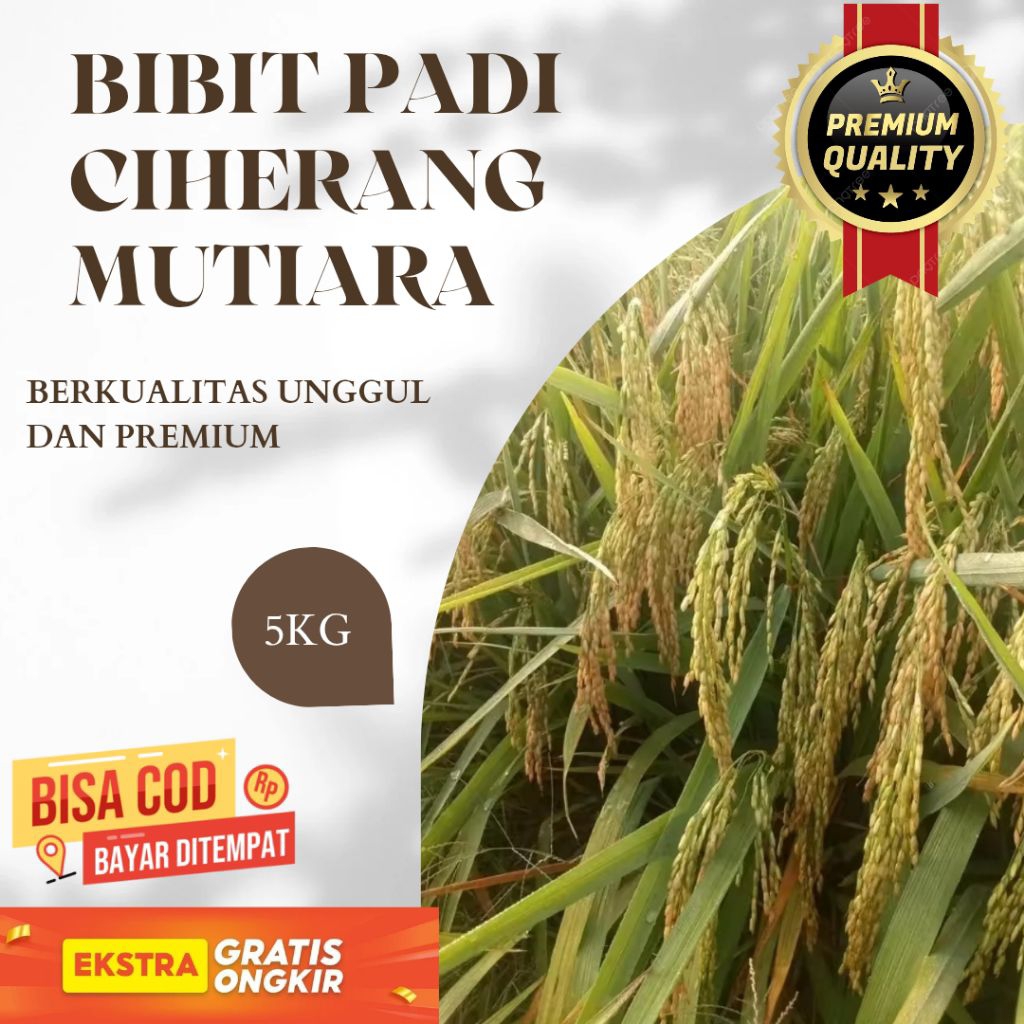 BIBIT PADI CIHERANG MUTIARA BERKUALITAS UNGGUL DAN TERPERCAYA KEMASAN 5KG