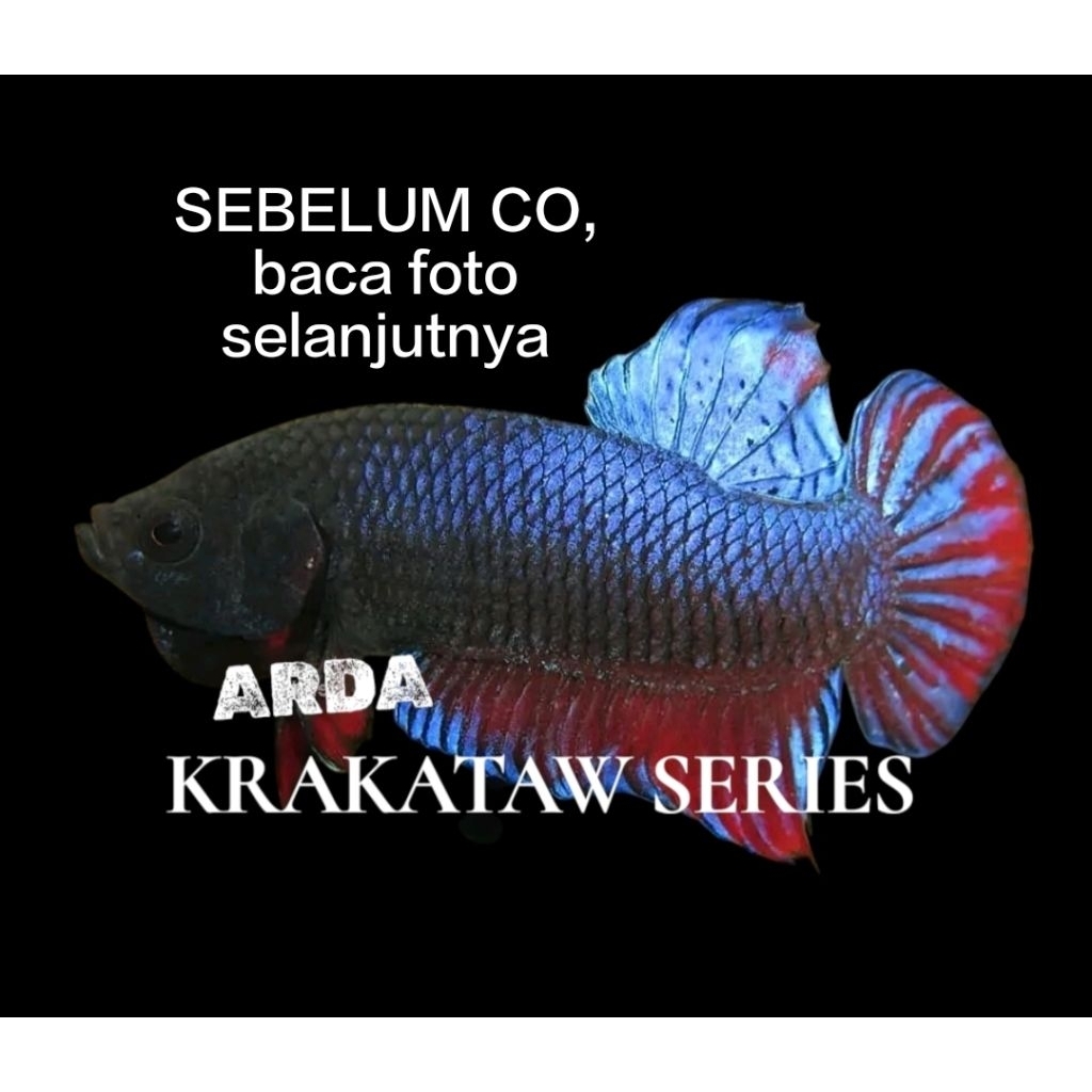 CUPANG ADU SUPER SERI KRAKATAW ORIGINAL Cupang Adu MDS Medan Super Cupang Adu Lokal Super Cupang Adu