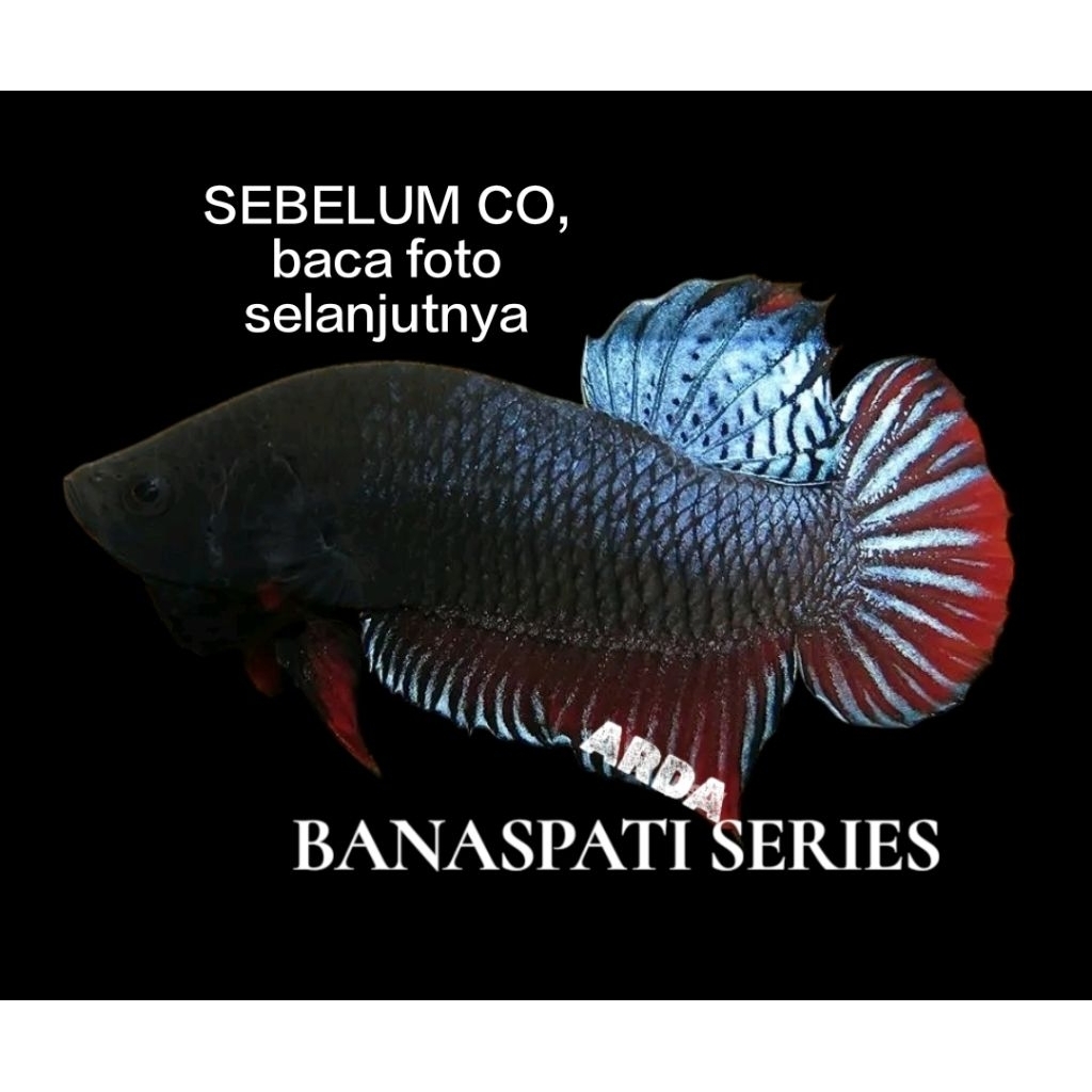 CUPANG ADU SUPER SERI BANASPATI ORIGINAL Cupang Adu MDS Medan Super Cupang Adu Lokal Super Cupang Ad