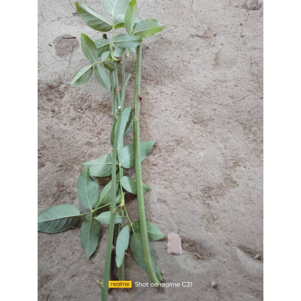 STEK TANAMAN BUNGA MAWAR