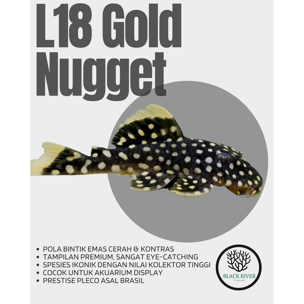 Pleco L018 - Gold Nugget Pleco