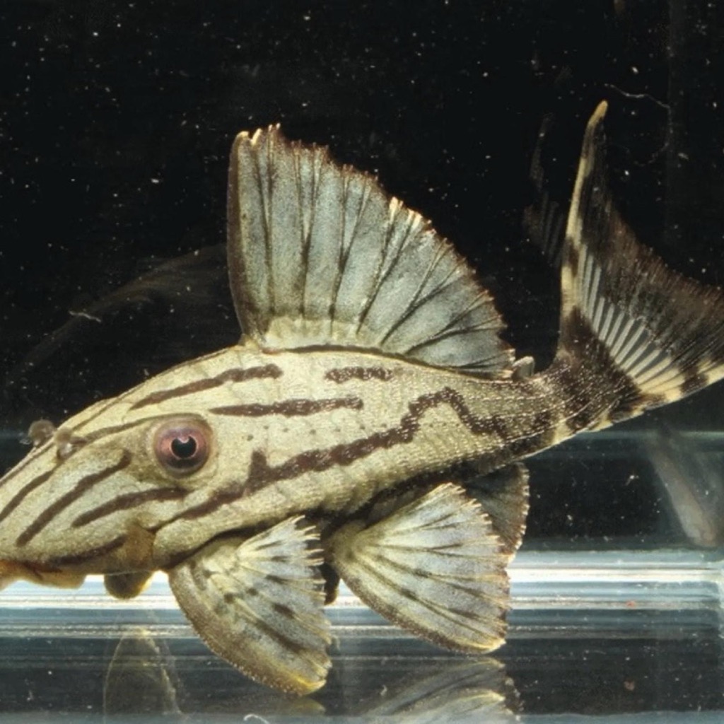 Pleco L191 Royal - Broken Line / Dull Eye