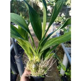 Anggrek Grammatophyllum Martae Seedling Dewasa