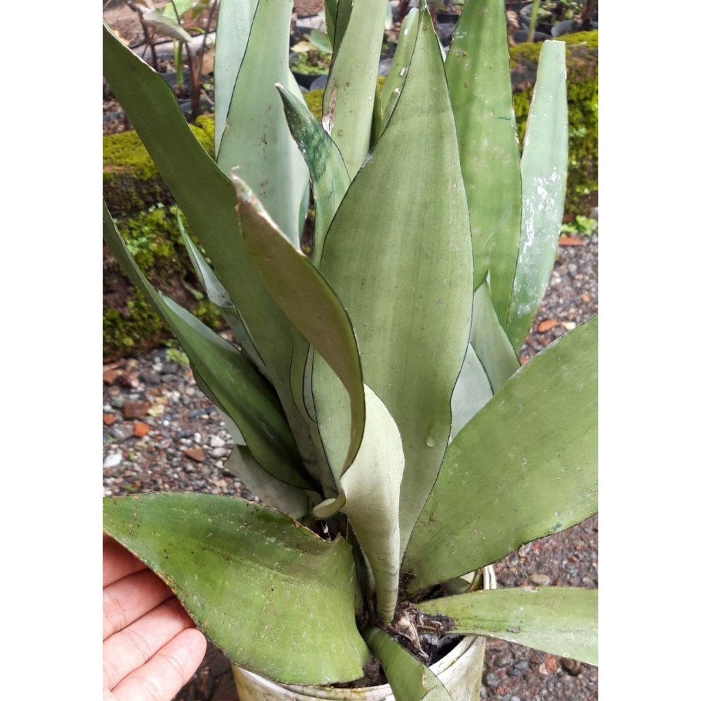Sansevieria/Lidah Mertua Silver/Moonshine