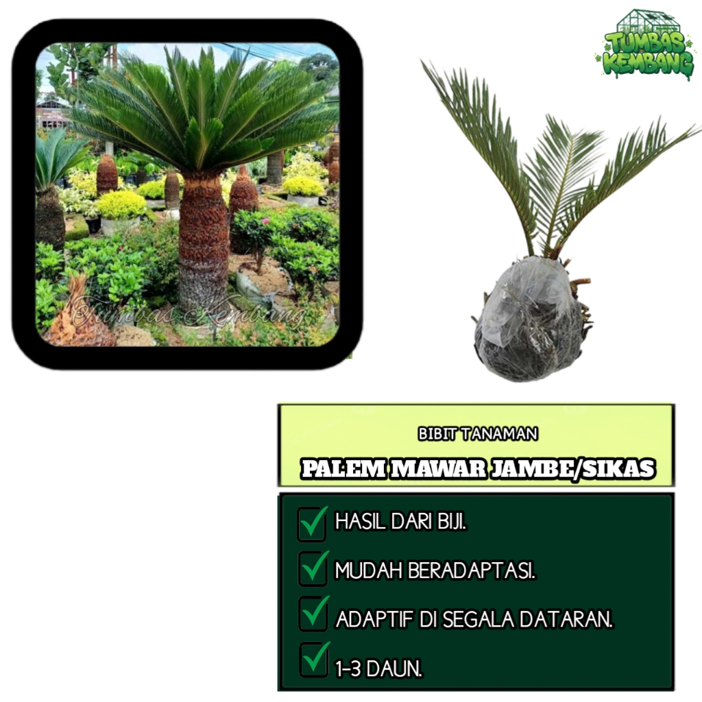 Bibit Tanaman Palem Sikas Mawar Jambe 2-3 Daun Bibit Bonggol Sehat - Siap Tanam Di Halaman Rumah And