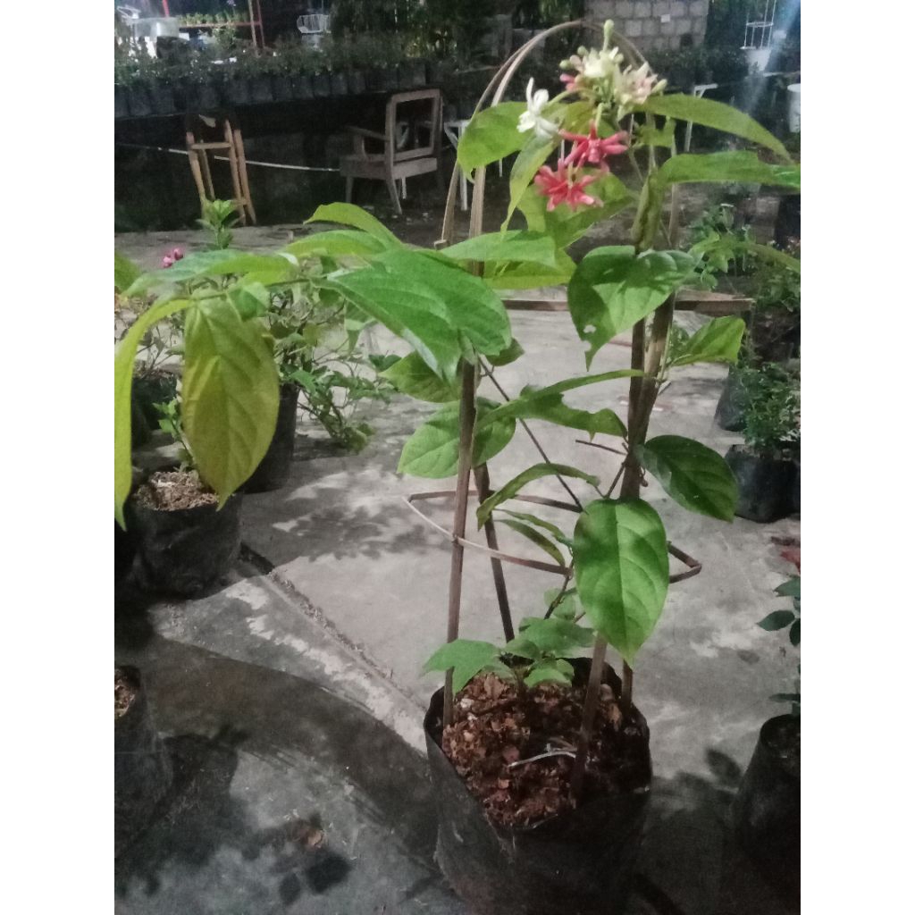 Tanaman Rambat Melati Belanda Tumpuk Wangi