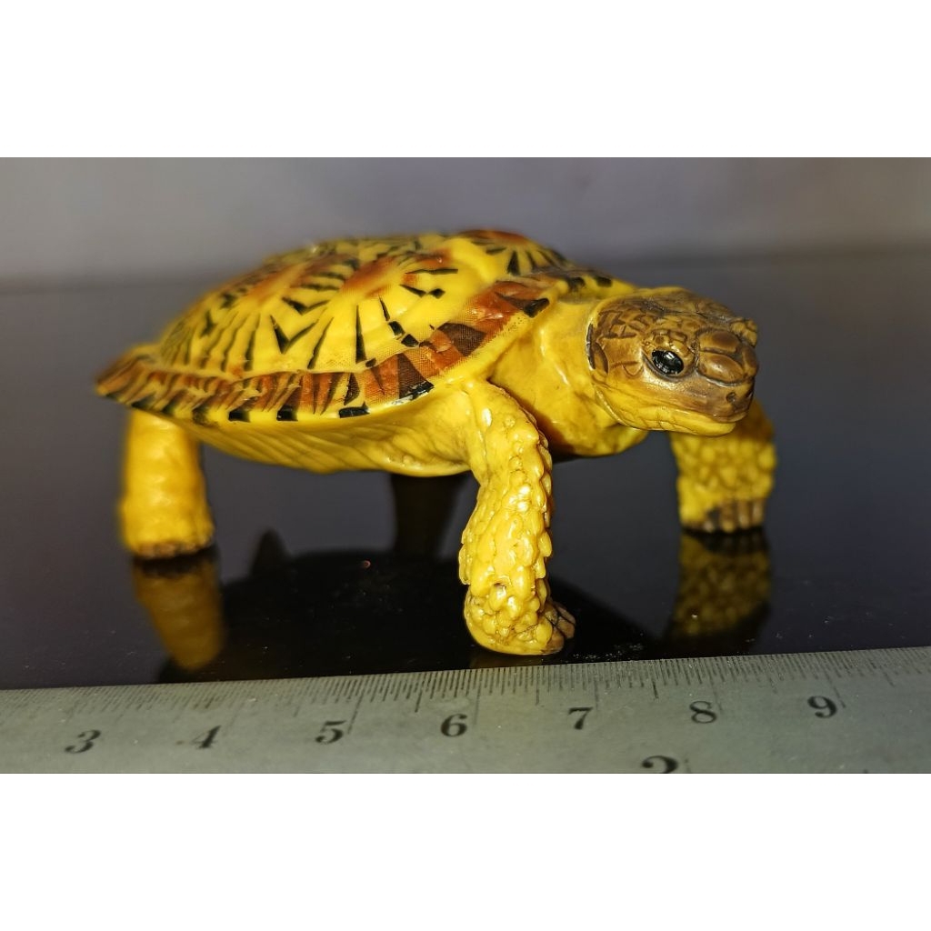 Figure kura-kura pancake tortoise