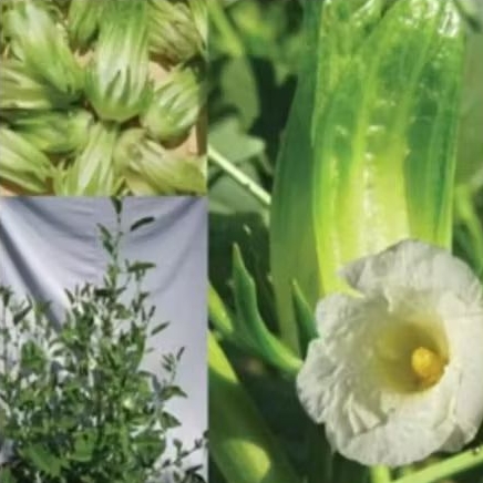 6 Biji/ Benih Rosella Hijau