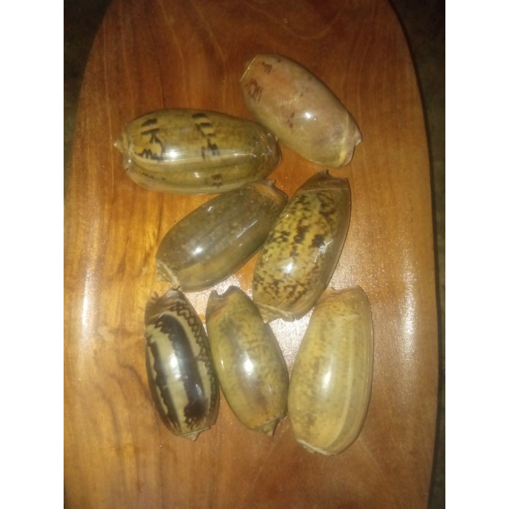 cangkang keong buli size besar