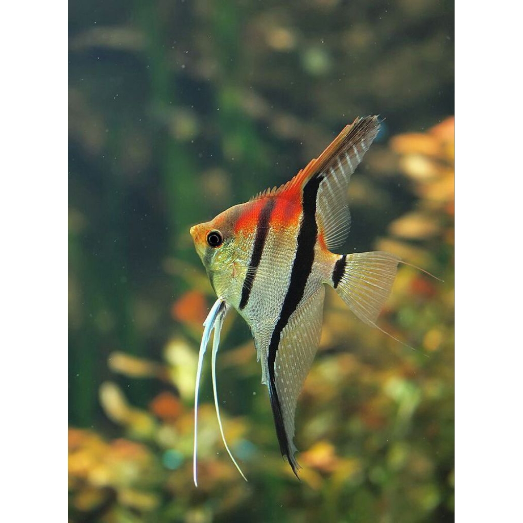 Manfish Manacapuru Redback 3 cm - Etalase Sehat berkualitas