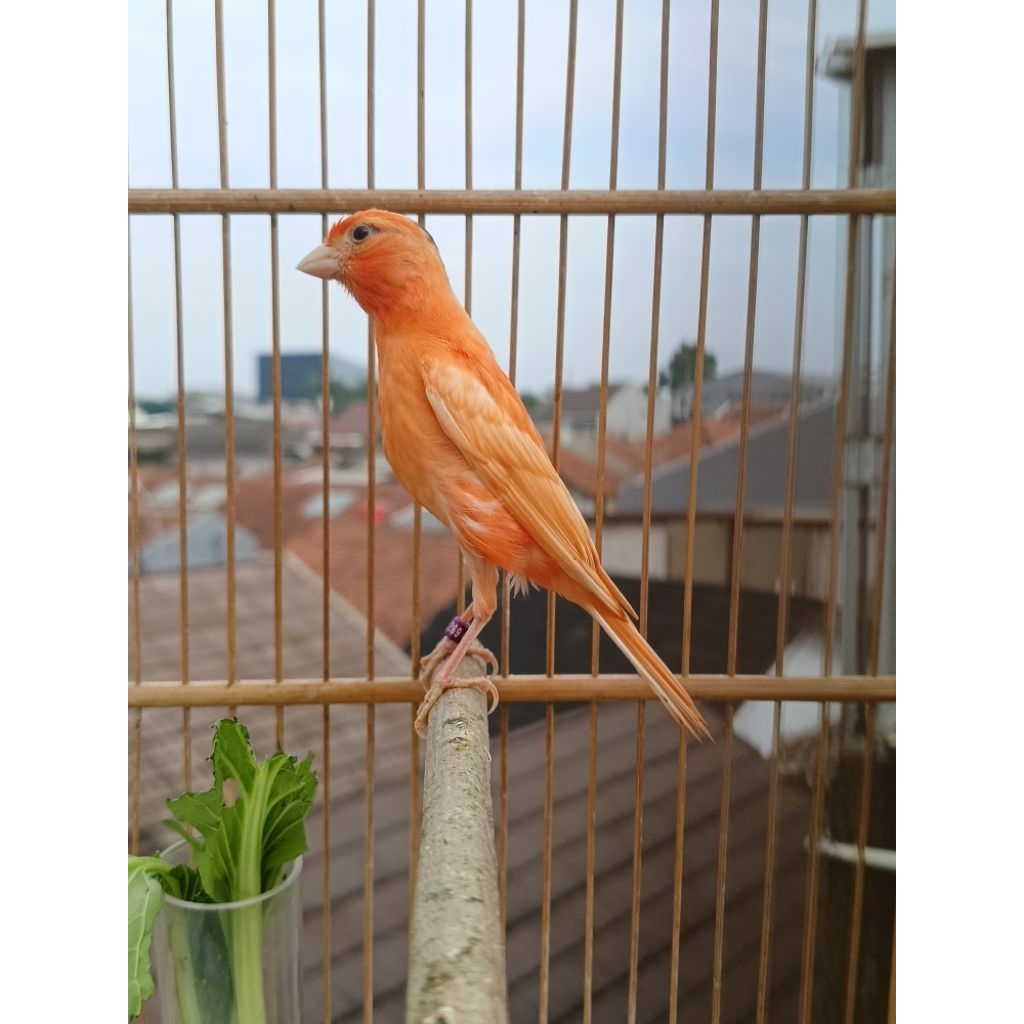 Kenari merlok bahan jantan usia 3bln riwikan