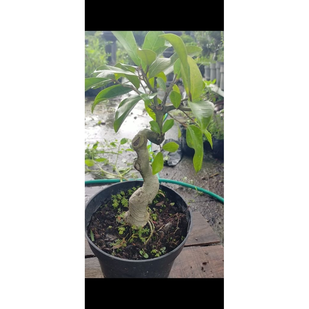 BONSAI MAME FICUS amplas / Rampelas