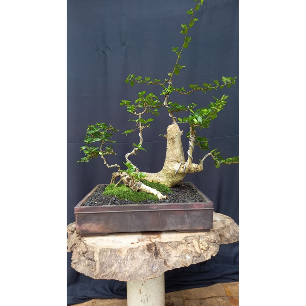 BONSAI POHON SERUT/STREBLUS ASPER/RAFT