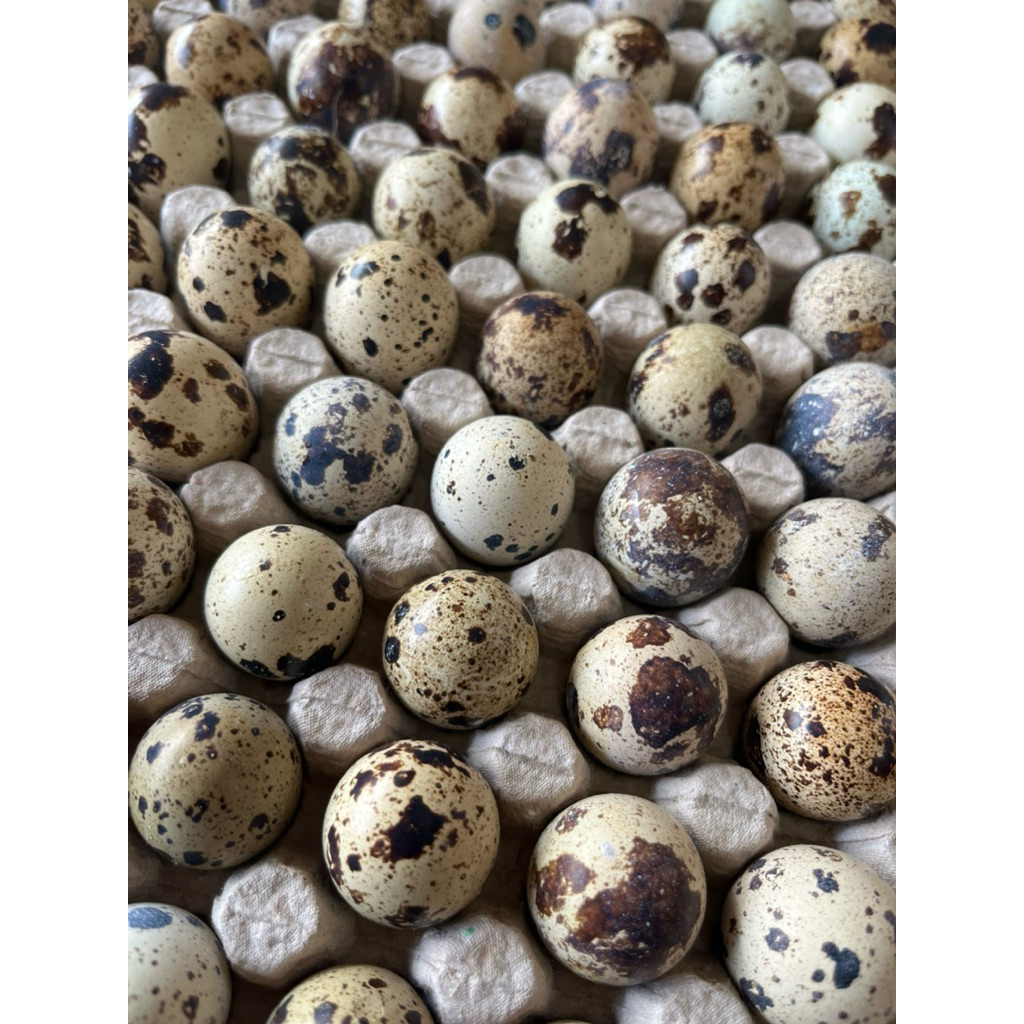 Telur Puyuh 1 Kg/ Telor Puyuh kaya gizi/ Telur puyuh murah