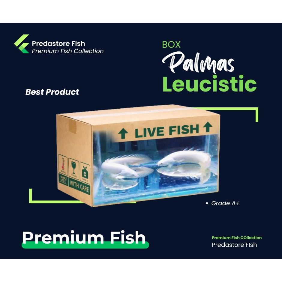 BOX Kardus Terlaris Dragon Palmas Sinegalus Leucistic Putih Metalik - Garansi Pengiriman