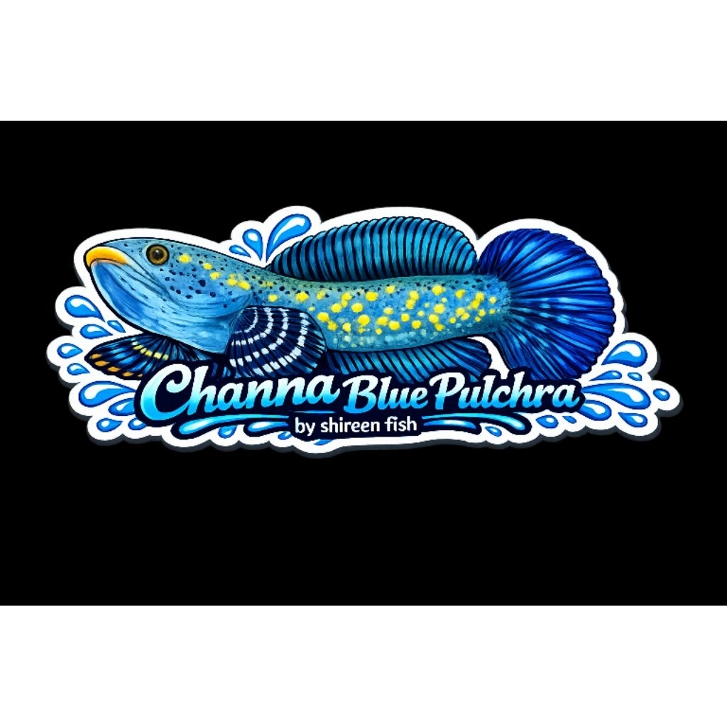 Stiker Channa Pulchra 15-16cm