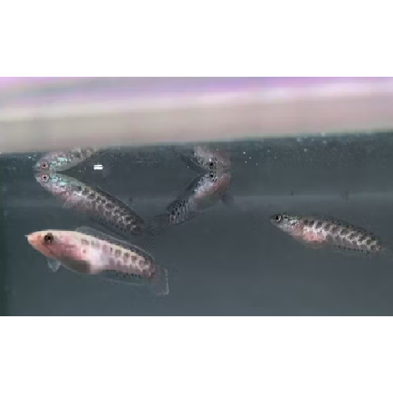 Baby Auranti Singgel tank