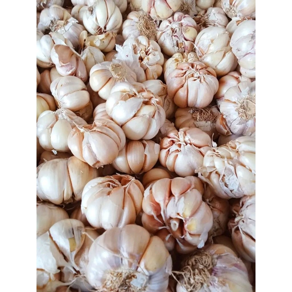 BAWANG PUTIH ASLI PARAKAN TEMANGGUNG BUMBU DAPUR