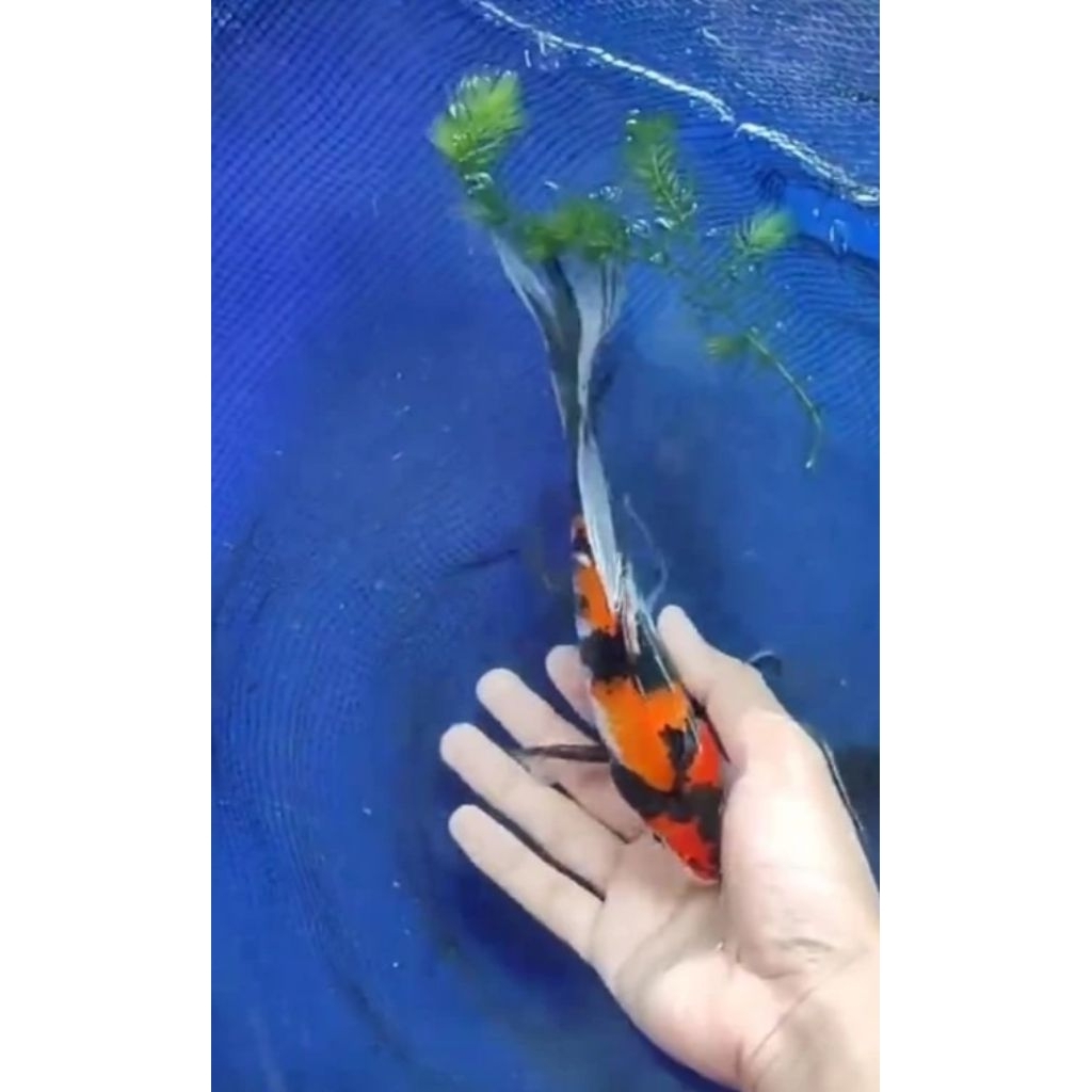 PROMO bibit KOHAKU sanke kumpay sleyer panjang