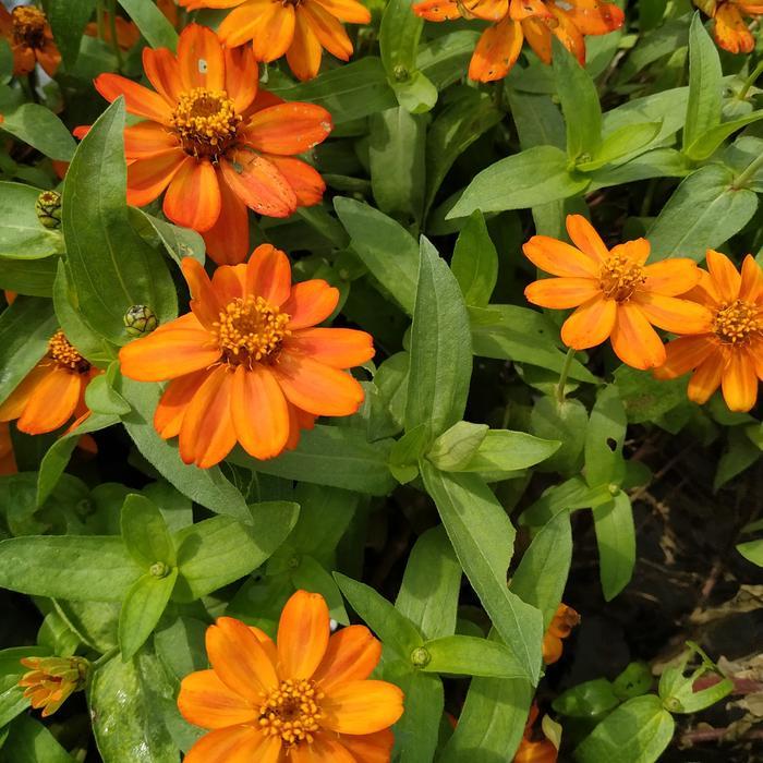 Zico Stored Biji Zinnia Mini Orange